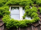 Démoussage de toiture et entretien des gouttières à Arbon 9320